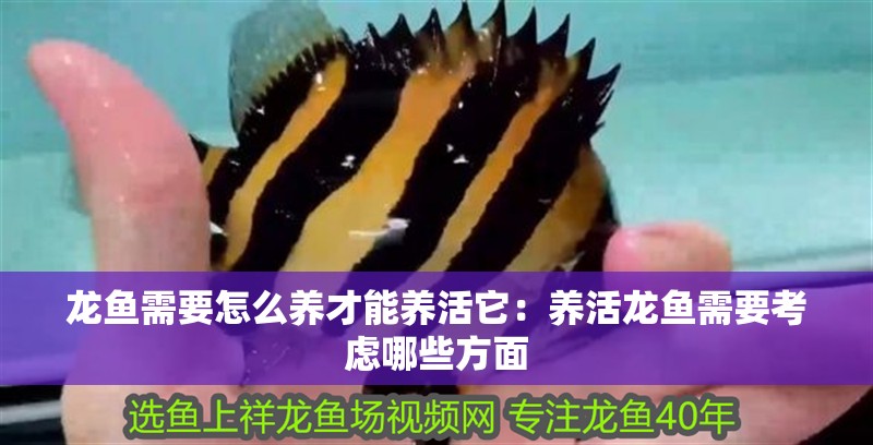 龍魚需要怎么養(yǎng)才能養(yǎng)活它：養(yǎng)活龍魚需要考慮哪些方面