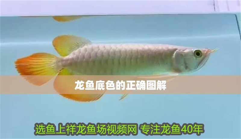 龍魚底色的正確圖解 龍魚底色的正確圖解 龍魚論壇