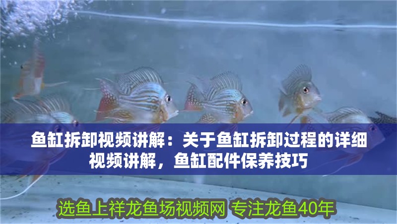 魚缸拆卸視頻講解：關于魚缸拆卸過程的詳細視頻講解，魚缸配件保養技巧 魚缸拆卸視頻講解：關于魚缸拆卸過程的詳細視頻講解，魚缸配件保養技巧 魚缸百科