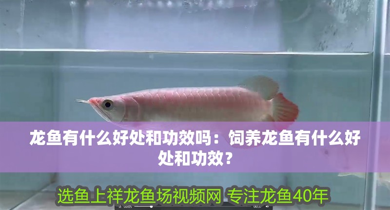 龍魚有什么好處和功效嗎：飼養龍魚有什么好處和功效？