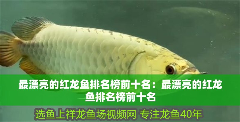 最漂亮的紅龍魚排名榜前十名：最漂亮的紅龍魚排名榜前十名