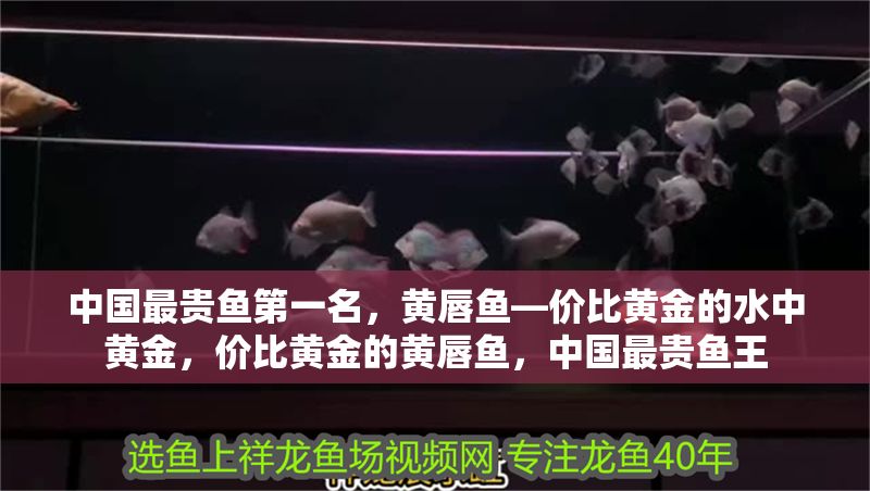 中國最貴魚第一名，黃唇魚—價比黃金的水中黃金，價比黃金的黃唇魚，中國最貴魚王 中國最貴魚第一名，黃唇魚—價比黃金的水中黃金，價比黃金的黃唇魚，中國最貴魚王 龍魚百科 第1張