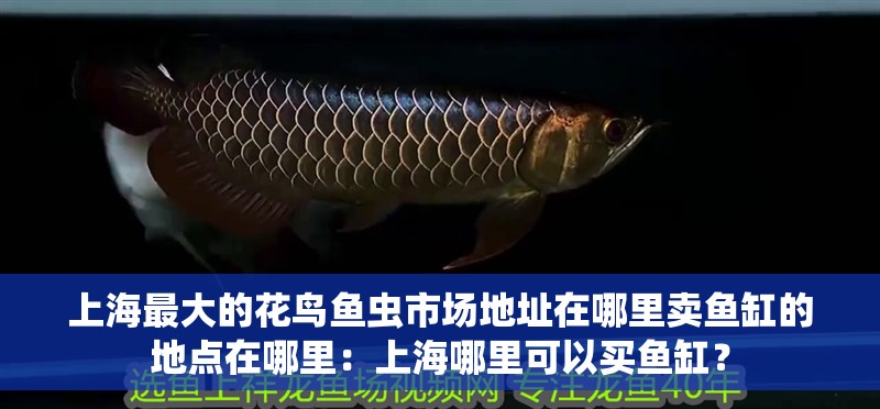 上海最大的花鳥魚蟲市場地址在哪里賣魚缸的地點在哪里：上海哪里可以買魚缸？