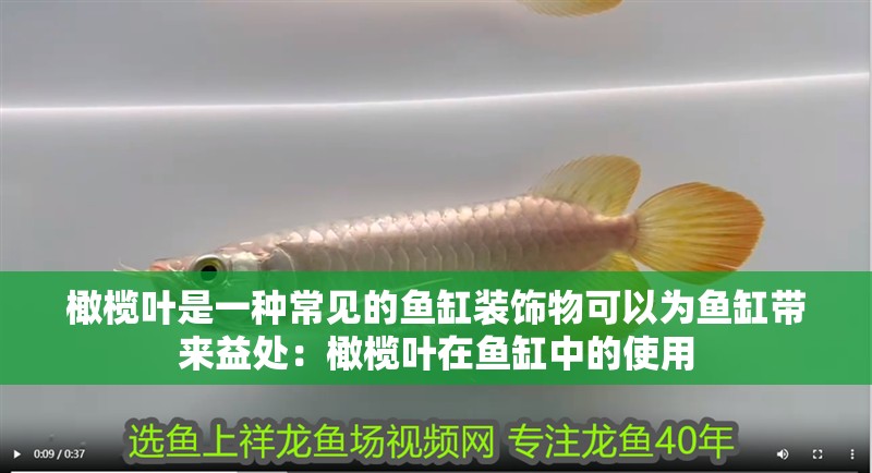 橄欖葉是一種常見的魚缸裝飾物可以為魚缸帶來益處：橄欖葉在魚缸中的使用