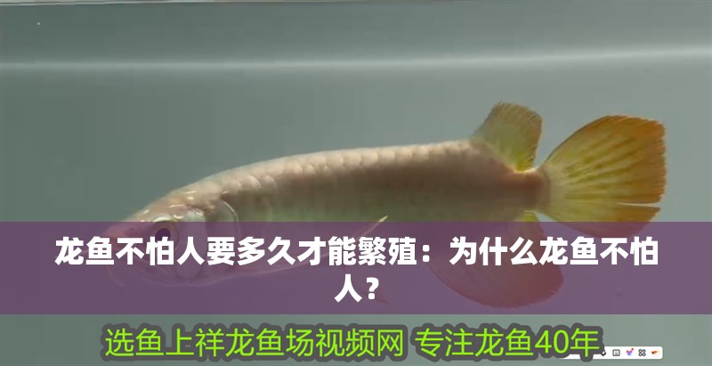 龍魚不怕人要多久才能繁殖：為什么龍魚不怕人？