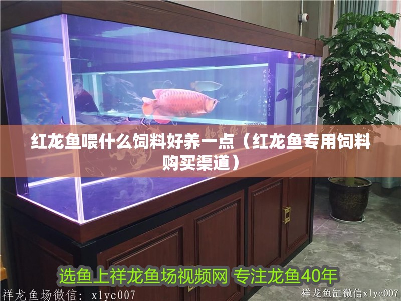 紅龍魚喂什么飼料好養(yǎng)一點（紅龍魚專用飼料購買渠道）