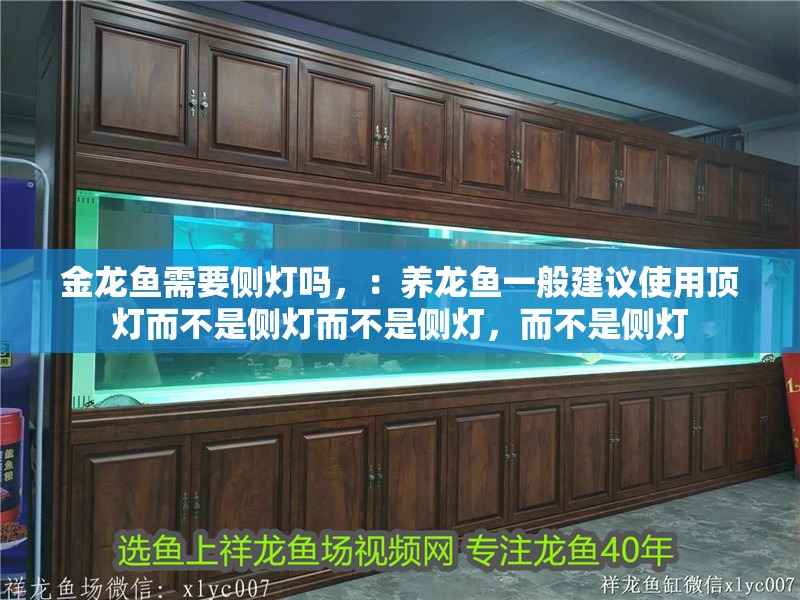 金龍魚需要側燈嗎，：養龍魚一般建議使用頂燈而不是側燈而不是側燈，而不是側燈