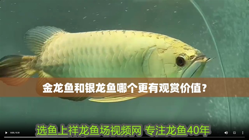 金龍魚和銀龍魚哪個更有觀賞價值？