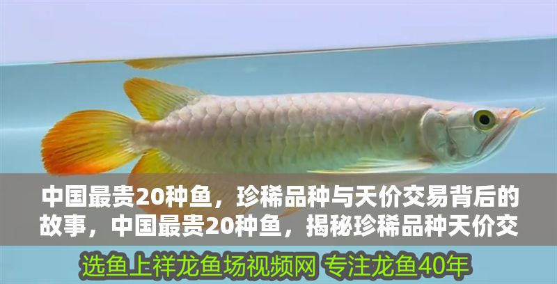 中國最貴20種魚，珍稀品種與天價交易背后的故事，中國最貴20種魚，揭秘珍稀品種天價交易與背后的傳奇故事