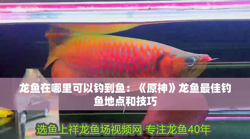 龍魚在哪里可以釣到魚：《原神》龍魚最佳釣魚地點和技巧