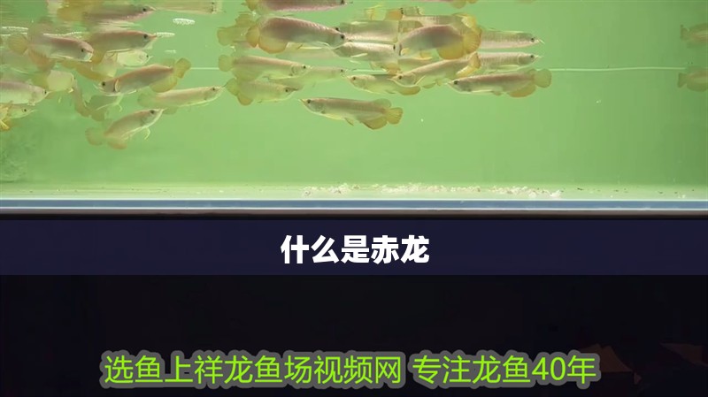 什么是赤龍