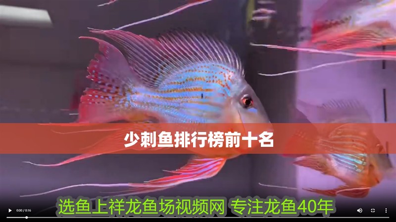 少刺魚排行榜前十名