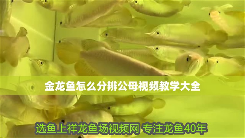 金龍魚怎么分辨公母視頻教學(xué)大全 金龍魚怎么分辨公母視頻教學(xué)大全 龍魚百科