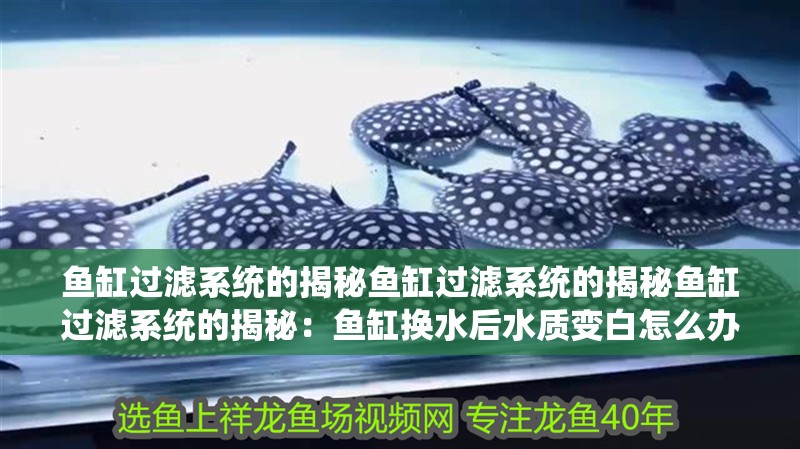 魚缸過濾系統(tǒng)的揭秘魚缸過濾系統(tǒng)的揭秘魚缸過濾系統(tǒng)的揭秘：魚缸換水后水質(zhì)變白怎么辦？