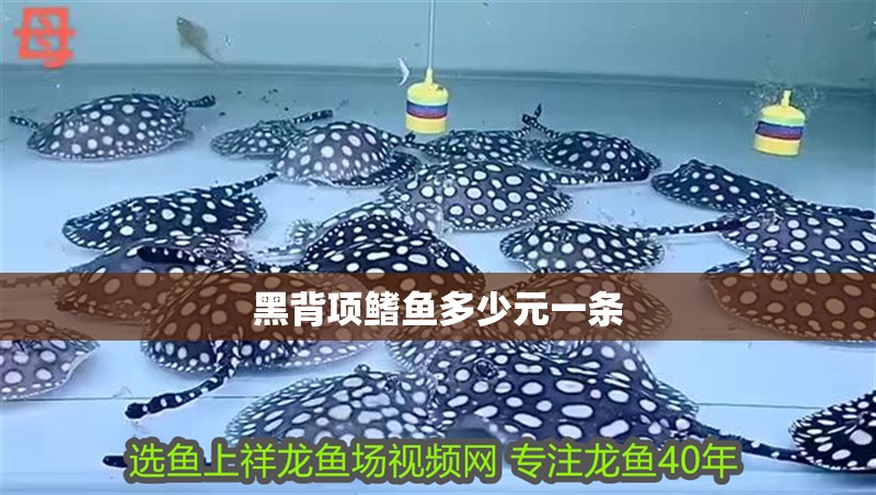黑背項鰭魚多少元一條 黑背項鰭魚多少元一條 龍魚論壇