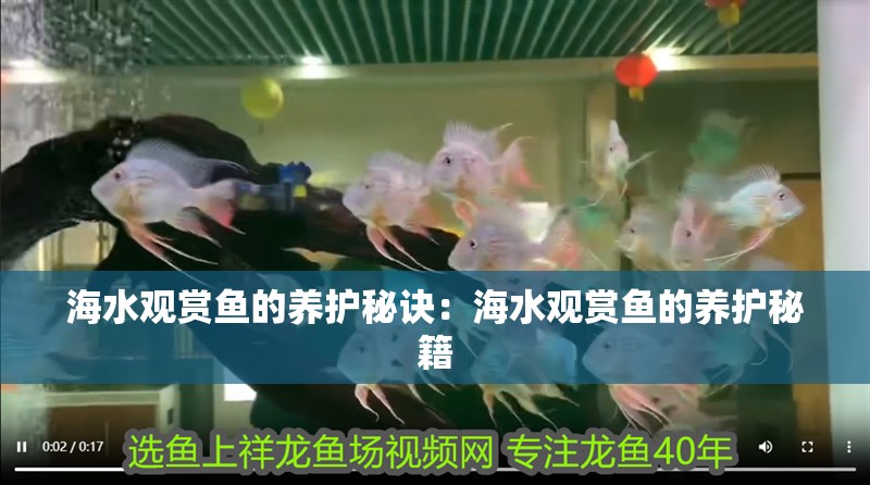 海水觀賞魚的養護秘訣：海水觀賞魚的養護秘籍