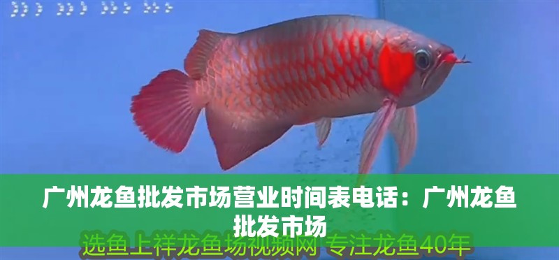 廣州龍魚批發市場營業時間表電話：廣州龍魚批發市場 廣州龍魚批發市場營業時間表電話：廣州龍魚批發市場 龍魚百科