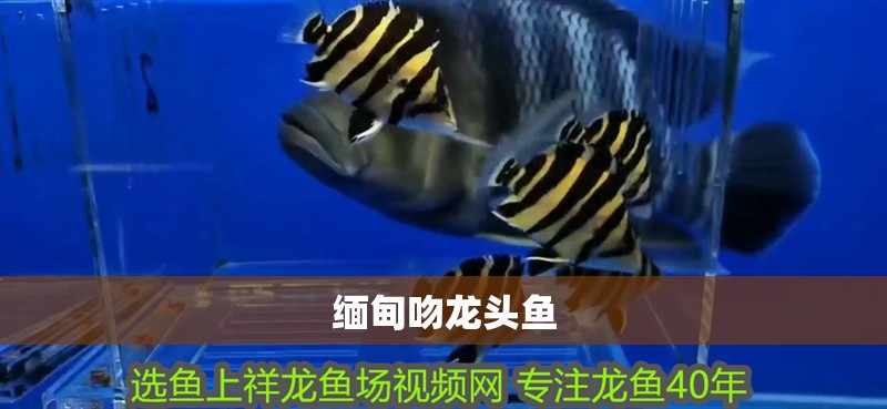 龍魚干蝦有營養嗎 緬甸吻龍頭魚 龍魚百科 緬甸吻龍頭魚 緬甸吻龍頭魚 龍魚百科