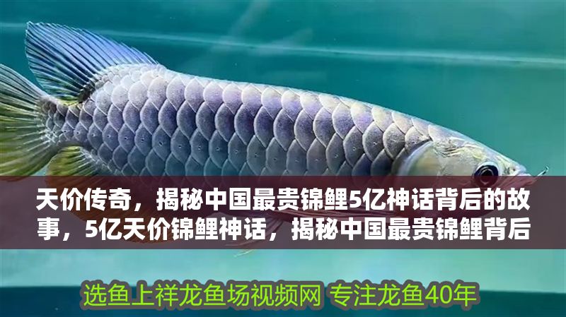 天價傳奇，揭秘中國最貴錦鯉5億神話背后的故事，5億天價錦鯉神話，揭秘中國最貴錦鯉背后的傳奇故事