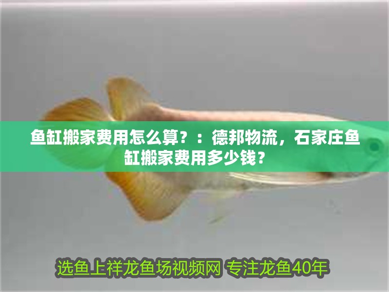 魚缸用增氧泵價(jià)格是多少:魚缸增氧機(jī)-xtrac增氧機(jī)-xtrac增氧機(jī) 魚缸搬家費(fèi)用怎么算?:德邦物流,石家莊魚缸搬家費(fèi)用多少錢? 魚缸百科 魚缸搬家費(fèi)用怎么算?:德邦物流,石家莊魚缸搬家費(fèi)用多少錢? 魚缸搬家費(fèi)用怎么算?:德邦物流,石家莊魚缸搬家費(fèi)用多少錢? 魚缸百科