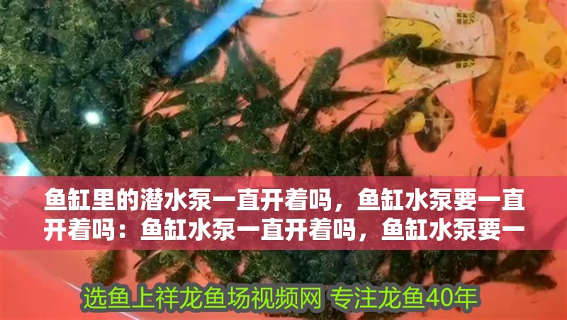 魚缸里的潛水泵一直開著嗎，魚缸水泵要一直開著嗎：魚缸水泵一直開著嗎，魚缸水泵要一直開著嗎，魚缸水泵要一直開嗎