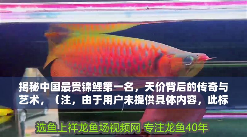 揭秘中國最貴錦鯉第一名，天價(jià)背后的傳奇與藝術(shù)，（注，由于用戶未提供具體內(nèi)容，此標(biāo)題是基于中國最貴錦鯉這一潛在主題創(chuàng)作的通用范例。若需精準(zhǔn)標(biāo)題，請(qǐng)補(bǔ)充具體信息。）