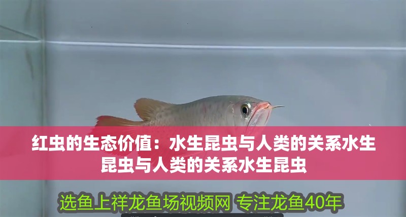 紅蟲的生態(tài)價(jià)值：水生昆蟲與人類的關(guān)系水生昆蟲與人類的關(guān)系水生昆蟲