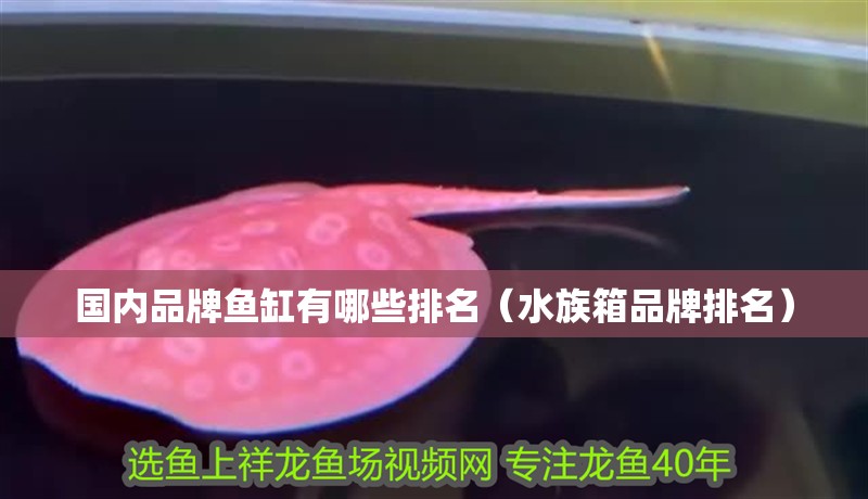 國(guó)內(nèi)品牌魚缸有哪些排名（水族箱品牌排名）