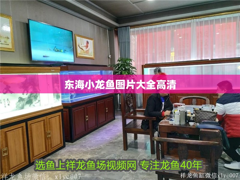 東海小龍魚圖片大全高清