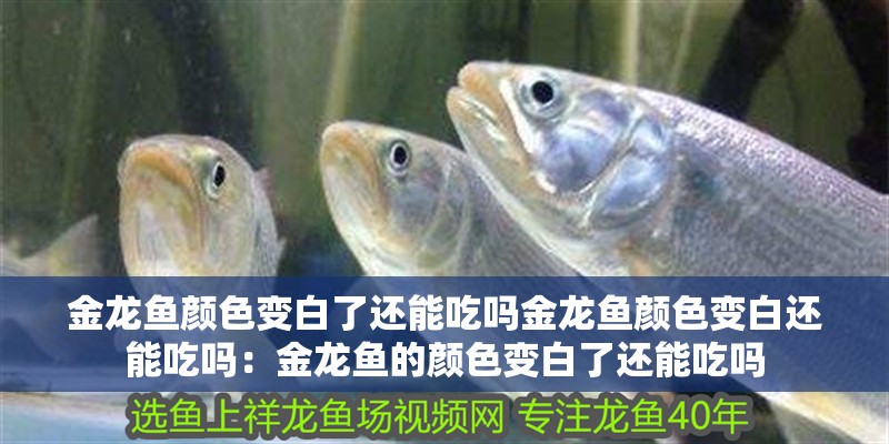 魚缸造景先放沙還是先放水(魚缸造景先鋪沙還是先放石頭) 金龍魚顏色變白了還能吃嗎金龍魚顏色變白還能吃嗎:金龍魚的顏色變白了還能吃嗎 龍魚百科 金龍魚顏色變白了還能吃嗎金龍魚顏色變白還能吃嗎:金龍魚的顏色變白了還能吃嗎 金龍魚顏色變白了還能吃嗎金龍魚顏色變白還能吃嗎:金龍魚的顏色變白了還能吃嗎 龍魚百科