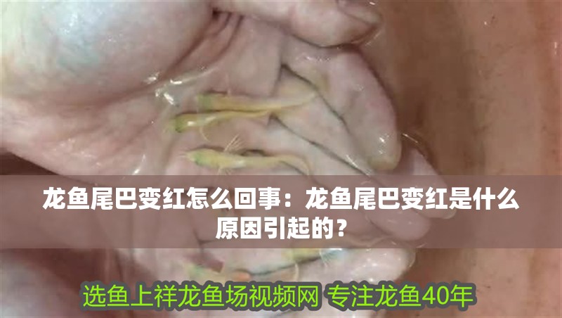 龍魚尾巴變紅怎么回事：龍魚尾巴變紅是什么原因引起的？ 龍魚尾巴變紅怎么回事：龍魚尾巴變紅是什么原因引起的？ 龍魚百科