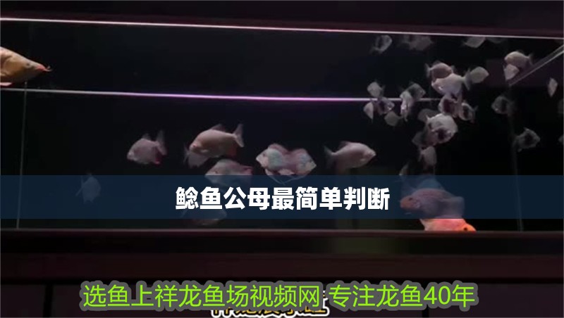 鯰魚公母最簡單判斷 鯰魚公母最簡單判斷 龍魚論壇