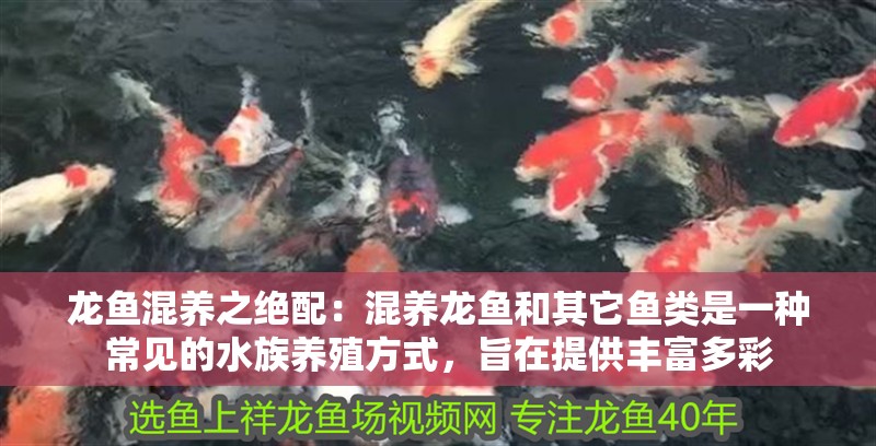 龍魚(yú)混養(yǎng)之絕配：混養(yǎng)龍魚(yú)和其它魚(yú)類是一種常見(jiàn)的水族養(yǎng)殖方式，旨在提供豐富多彩 龍魚(yú)混養(yǎng)之絕配：混養(yǎng)龍魚(yú)和其它魚(yú)類是一種常見(jiàn)的水族養(yǎng)殖方式，旨在提供豐富多彩 龍魚(yú)百科