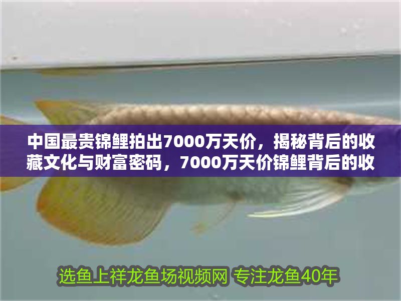 中國最貴錦鯉拍出7000萬天價，揭秘背后的收藏文化與財富密碼，7000萬天價錦鯉背后的收藏文化與財富密碼