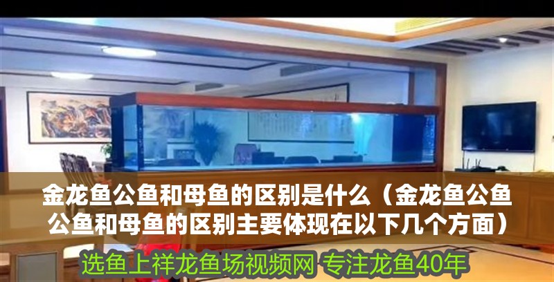 金龍魚(yú)公魚(yú)和母魚(yú)的區(qū)別是什么（金龍魚(yú)公魚(yú)公魚(yú)和母魚(yú)的區(qū)別主要體現(xiàn)在以下幾個(gè)方面）