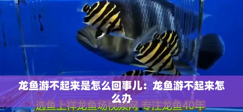 龍魚(yú)游不起來(lái)是怎么回事兒：龍魚(yú)游不起來(lái)怎么辦