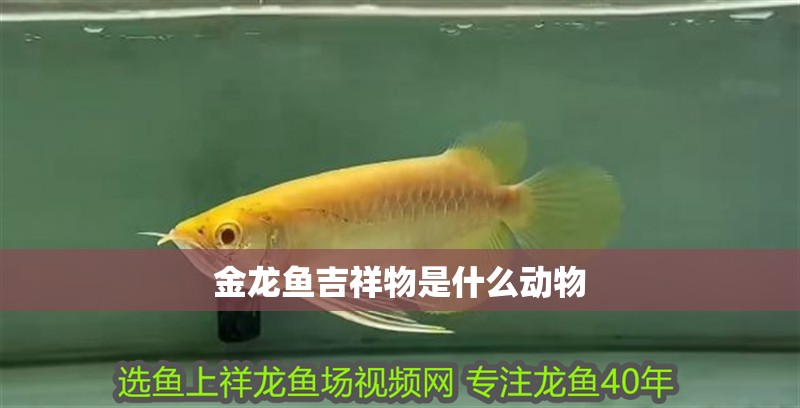 金龍魚吉祥物是什么動物 金龍魚吉祥物是什么動物 龍魚百科
