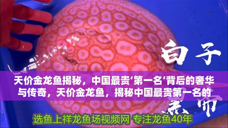 天價金龍魚揭秘，中國最貴‘第一名’背后的奢華與傳奇，天價金龍魚，揭秘中國最貴第一名的奢華傳奇