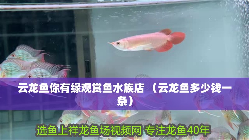 云龍魚你有緣觀賞魚水族店 （云龍魚多少錢一條） 云龍魚你有緣觀賞魚水族店 （云龍魚多少錢一條） 全國水族館企業(yè)名錄