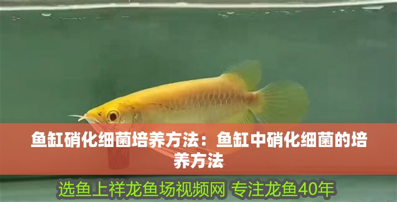 魚缸硝化細菌培養方法：魚缸中硝化細菌的培養方法