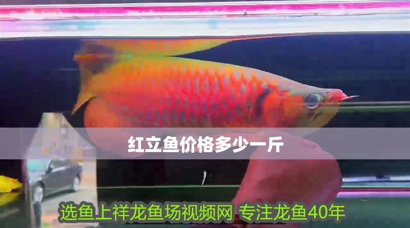 紅立魚價格多少一斤
