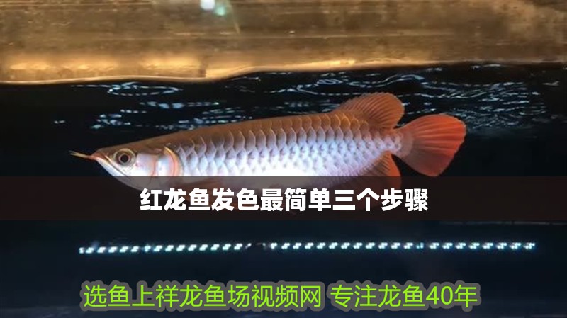 紅龍魚發色最簡單三個步驟