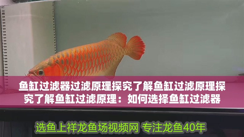 我的虎魚真菌感染了要怎么處理 魚缸過濾器過濾原理探究了解魚缸過濾原理探究了解魚缸過濾原理:如何選擇魚缸過濾器 魚缸百科 魚缸過濾器過濾原理探究了解魚缸過濾原理探究了解魚缸過濾原理:如何選擇魚缸過濾器 魚缸過濾器過濾原理探究了解魚缸過濾原理探究了解魚缸過濾原理:如何選擇魚缸過濾器 魚缸百科