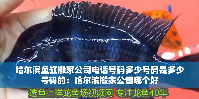哈爾濱魚缸搬家公司電話號碼多少號碼是多少號碼的：哈爾濱搬家公司哪個好