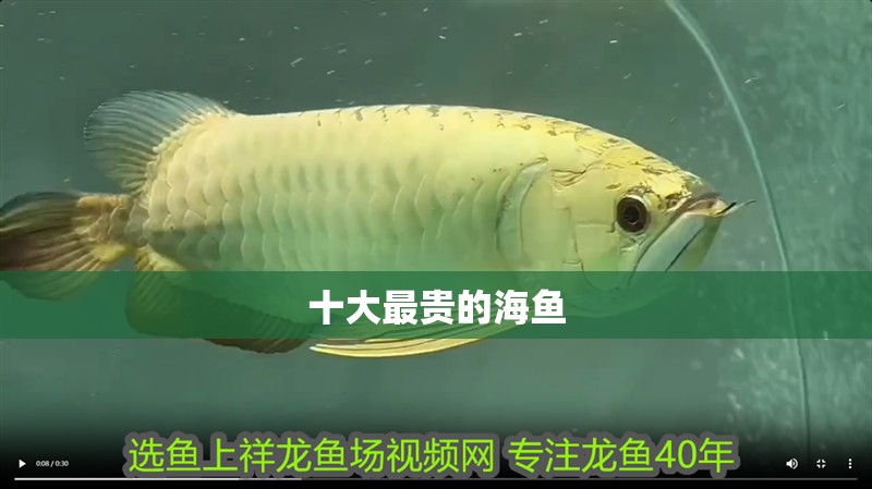 十大最貴的海魚(yú)