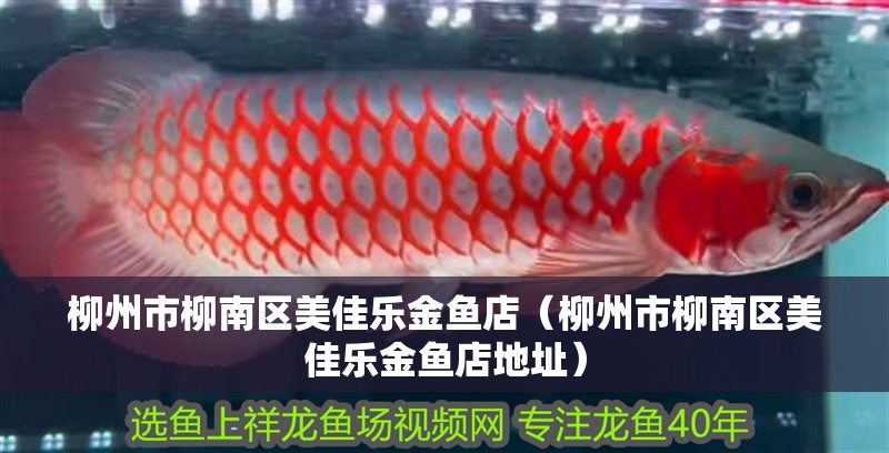 柳州市<strong><mark>柳南</mark></strong>區美佳樂金魚店（柳州市<strong><mark>柳南</mark></strong>區美佳樂金魚店地址）