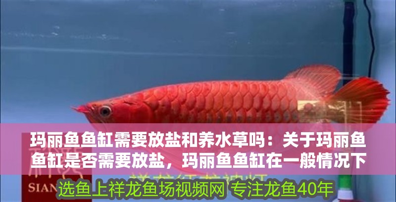 瑪麗魚魚缸需要放鹽和養水草嗎：關于瑪麗魚魚缸是否需要放鹽，瑪麗魚魚缸在一般情況下不需要加鹽