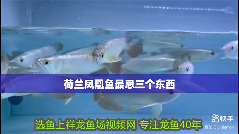 荷蘭鳳凰魚最忌三個東西