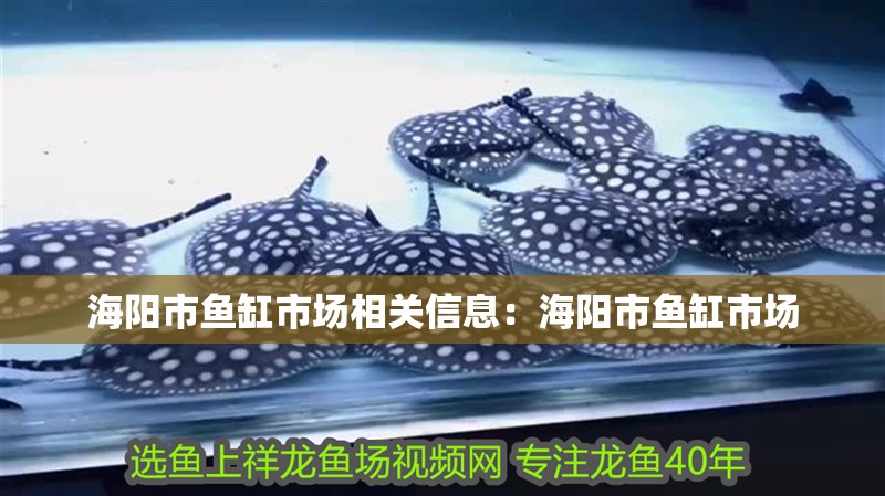 海陽市魚缸市場相關信息：海陽市魚缸市場 海陽市魚缸市場相關信息：海陽市魚缸市場 魚缸百科