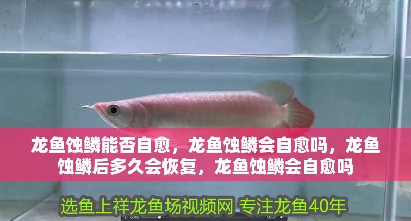 龍魚蝕鱗能否自愈，龍魚蝕鱗會自愈嗎，龍魚蝕鱗后多久會恢復，龍魚蝕鱗會自愈嗎